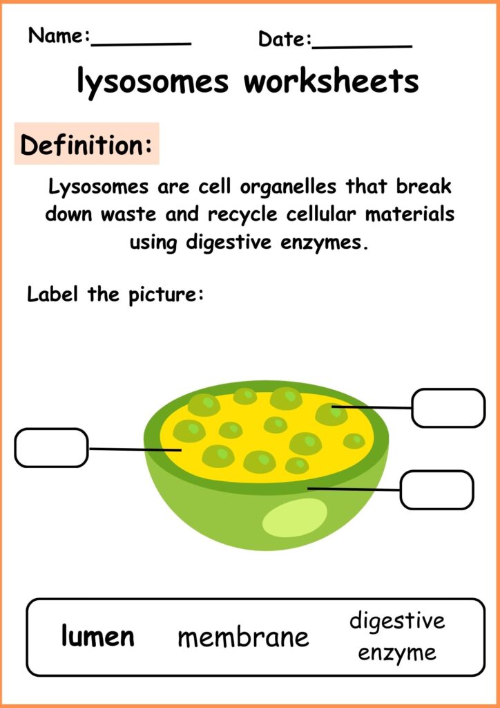 image showing label picture lysosomes worksheets