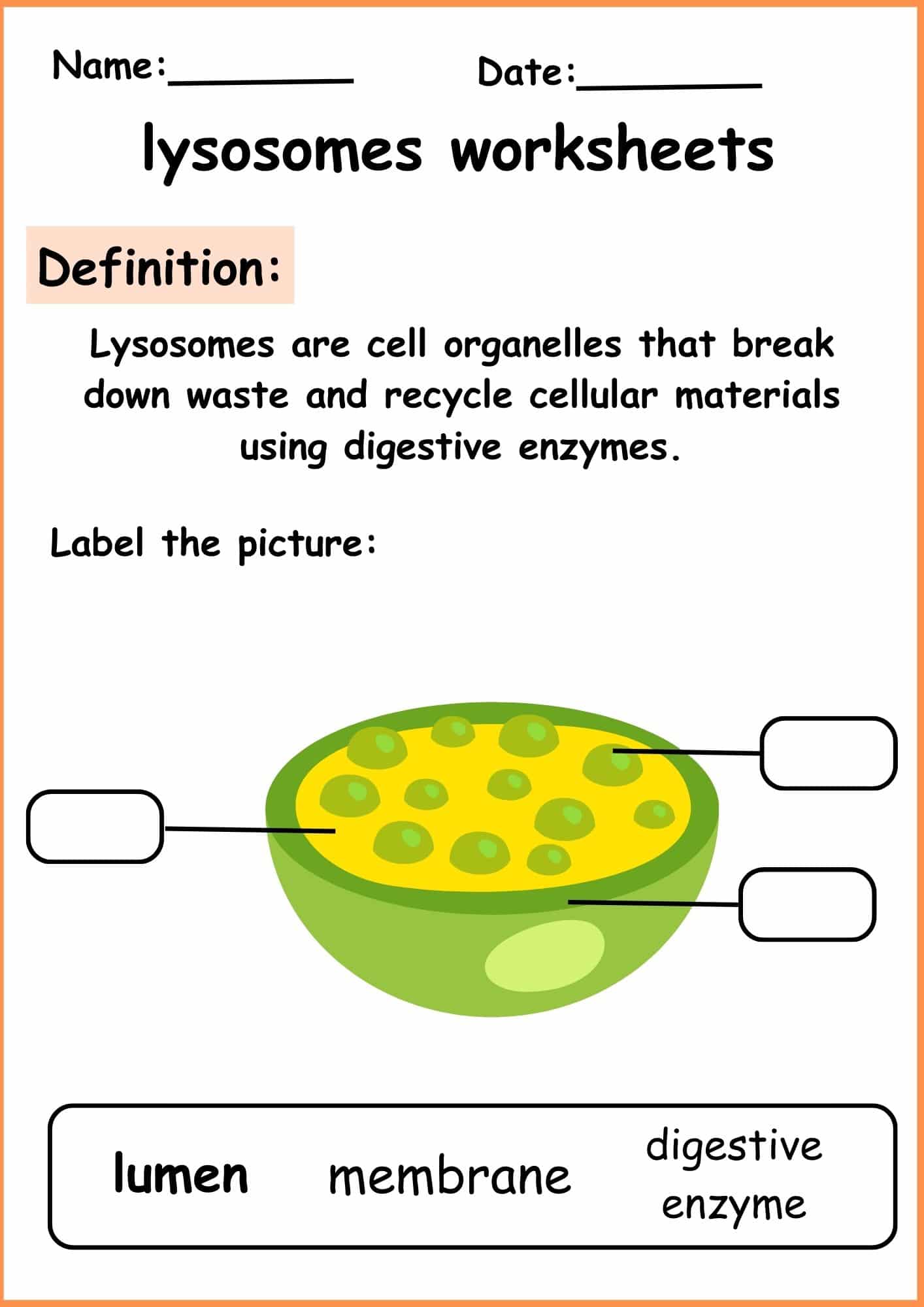 Lysosomes Worksheets