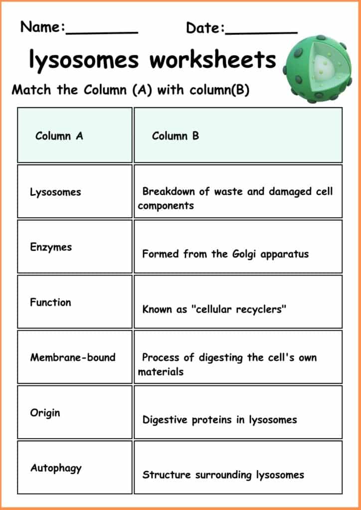 Image showing match column lysosomes worksheets