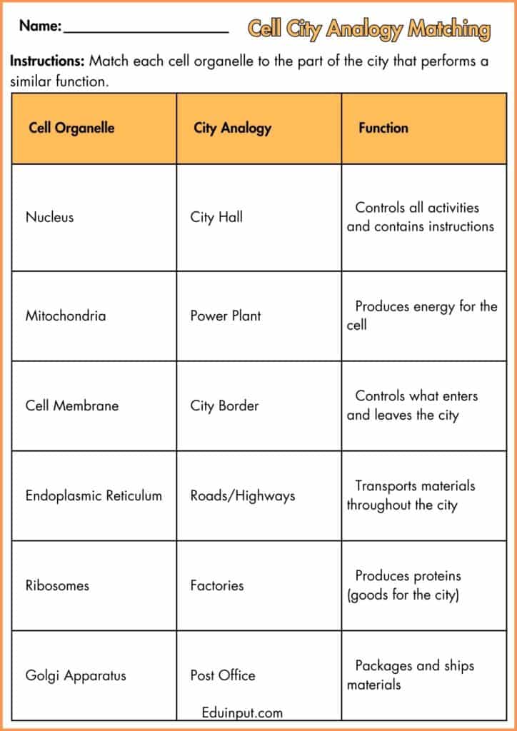 image showing Cell City Analogy Matching worksheet