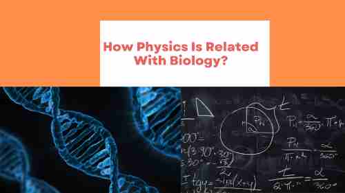 How Physics Is Related With Biology?