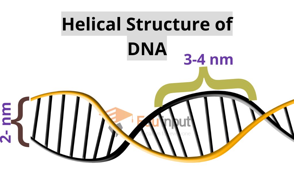 What is DNA?-Structure, and Historical Background