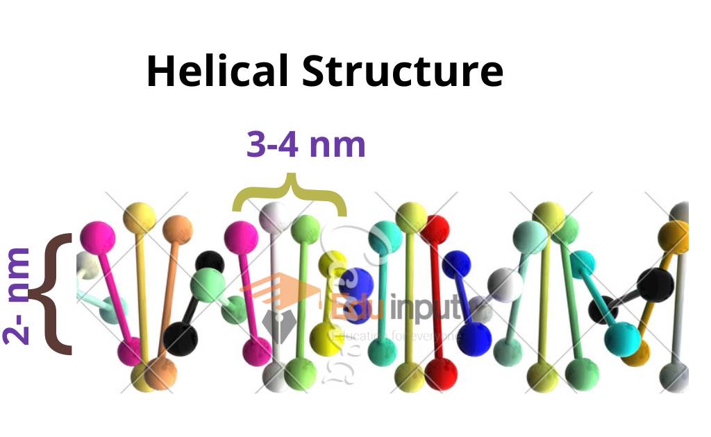 image showing helical structure of dna