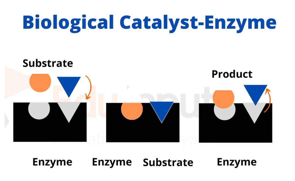 Biological Catalyst-Enzyme | Nomenclature of Enzyme