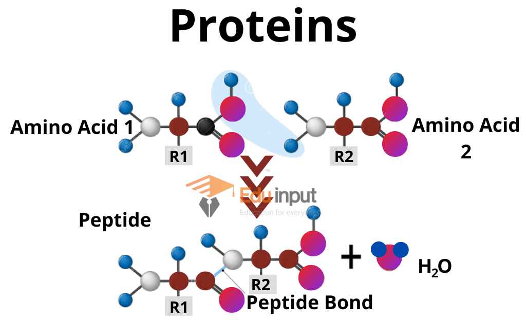 What are Proteins? | Brief Description of Amino Acids and Peptide Bond