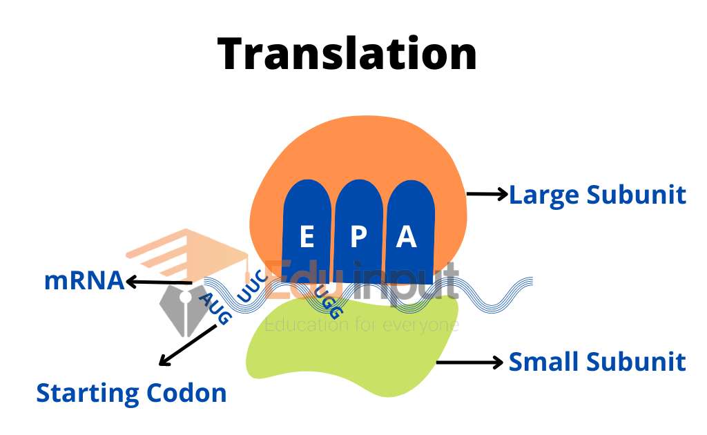 Synthesis of Protein | Translation of mRNA