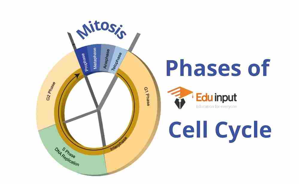 What is Cell Cycle? | Phases of Cell Cycle