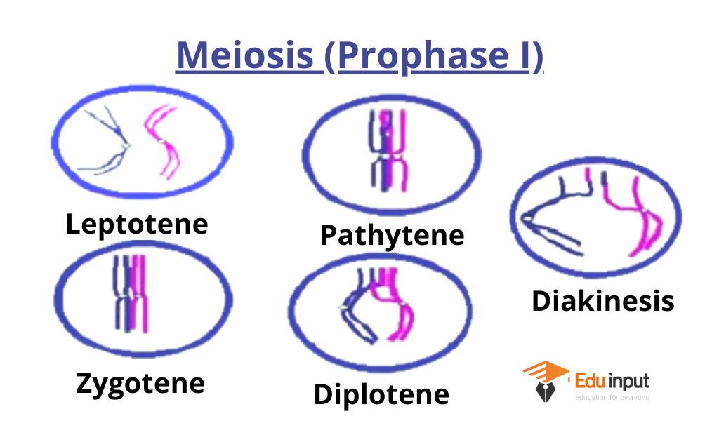 What is Meiosis-I?-Definition and Stages