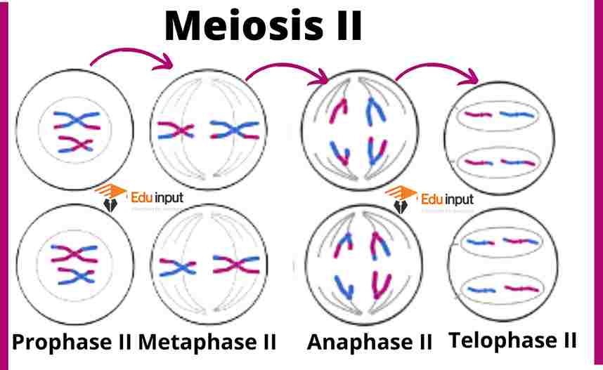 Stages and Significance of Meiosis II | What happens in Meiosis II?