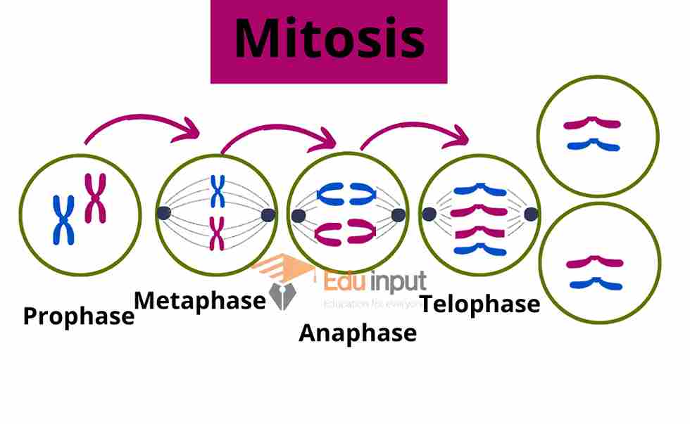 What is Mitosis? | Phases of Mitosis
