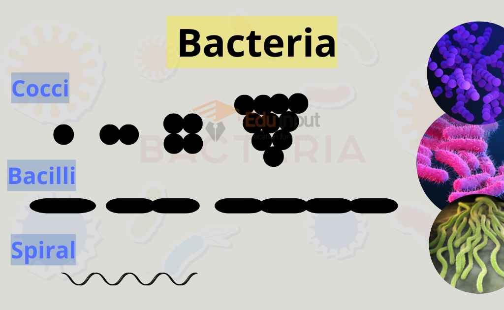 What is Bacteria? – Classification, Characteristics, Types, Structure, and Shapes