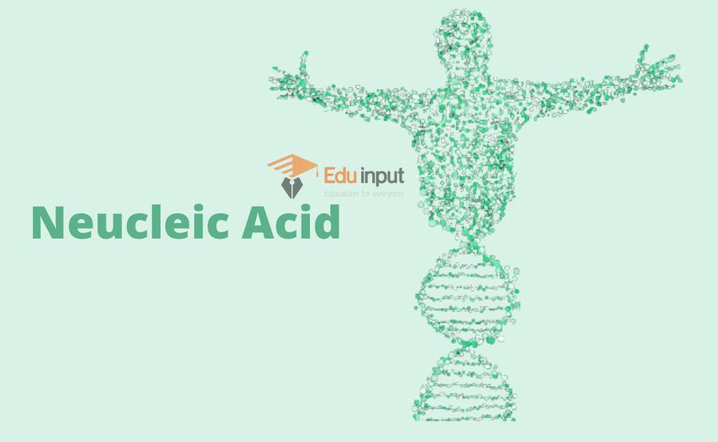 Nucleic Acid- Discovery and Types Of Nucleic Acid