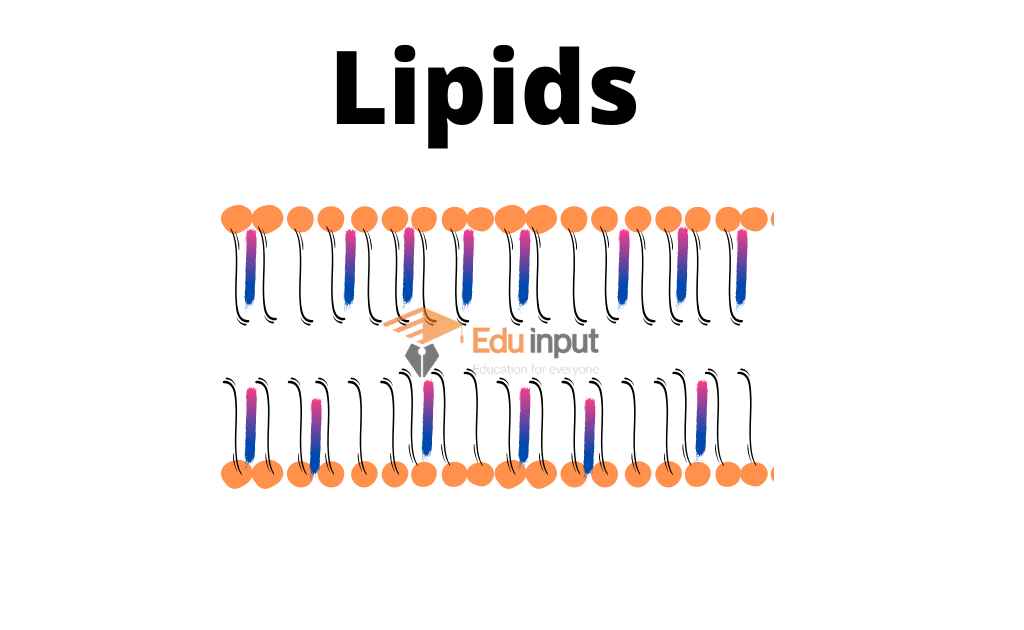 What are Lipids?-Discovery, Sources, Classification, and Importance