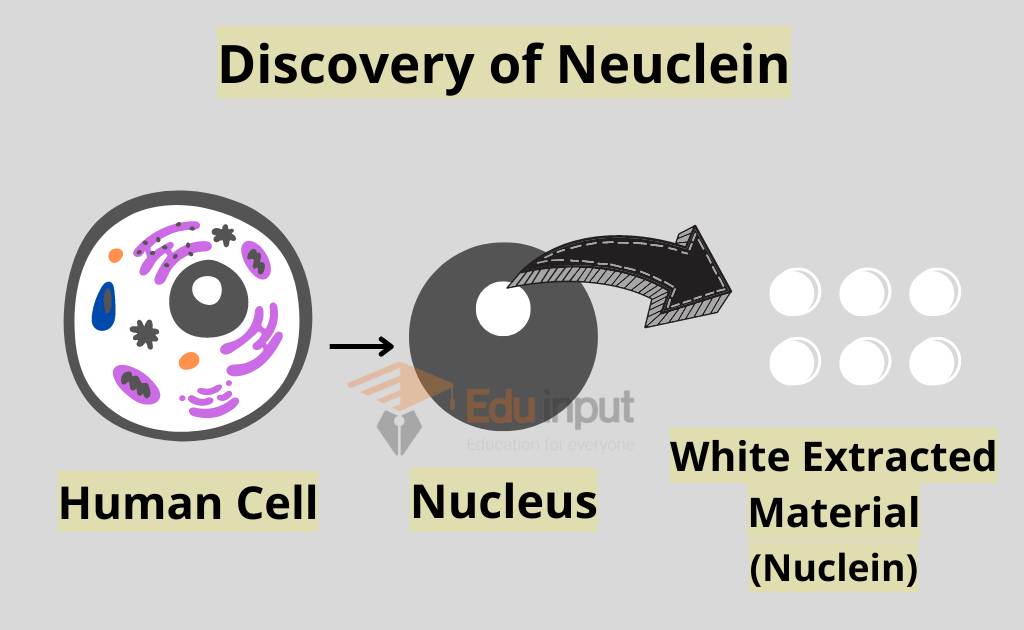 image showing procedure of nuclein extraction