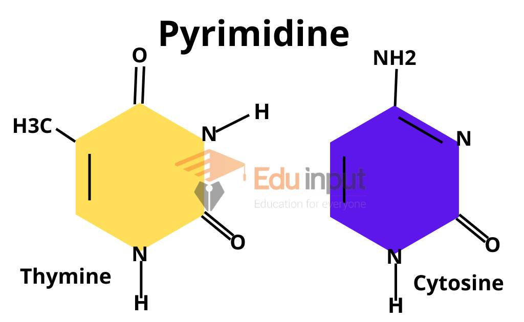 image showing chemical composition of pyrimidine