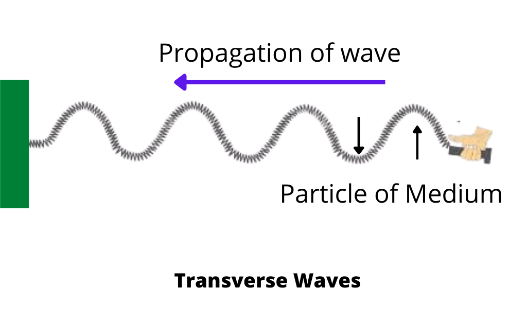 image showing the spring producing the transverse waves
