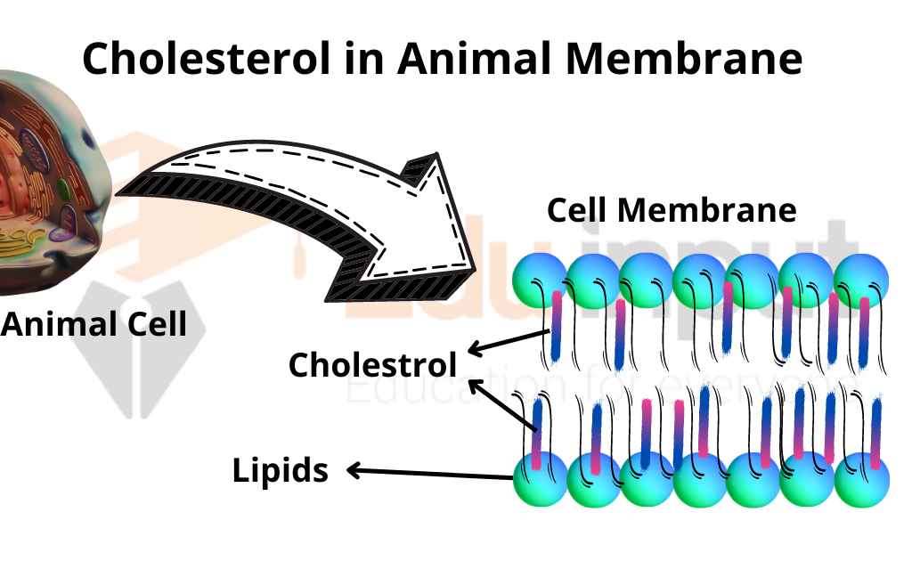 Cholesterol -Properties, Structure and Functions