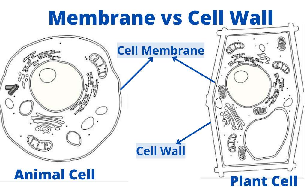 Difference Between Cell Wall And Cell Membrane