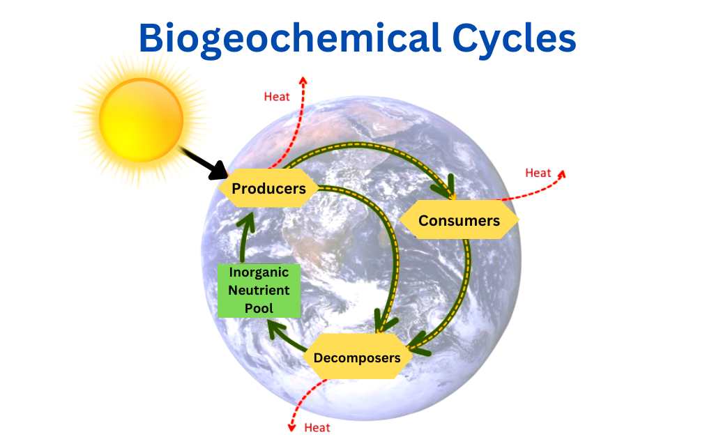 Introduction to Biogeochemical Cycles