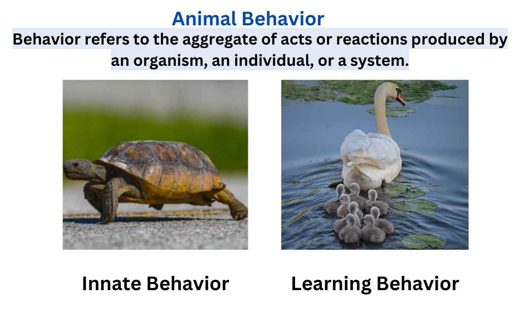 What is Animal Behavior?-Definition and Types