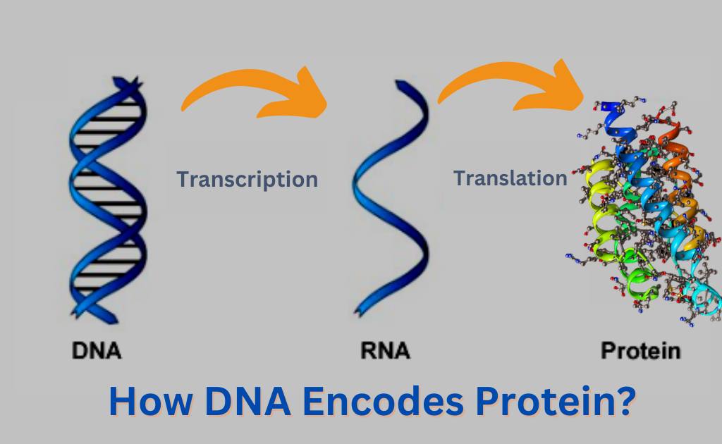 How DNA Encodes Protein?