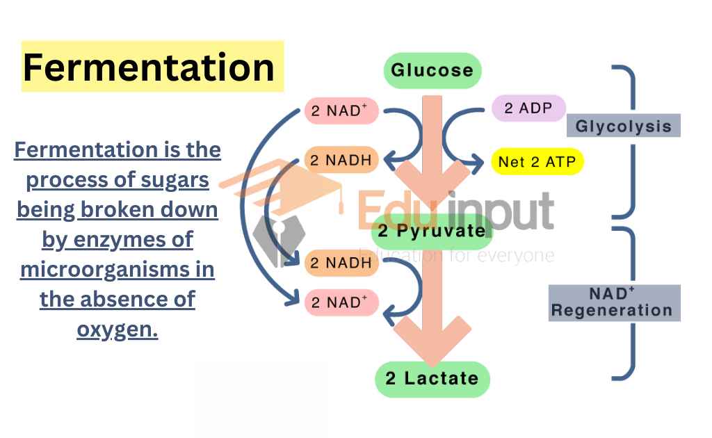 image showing process of Fermentation