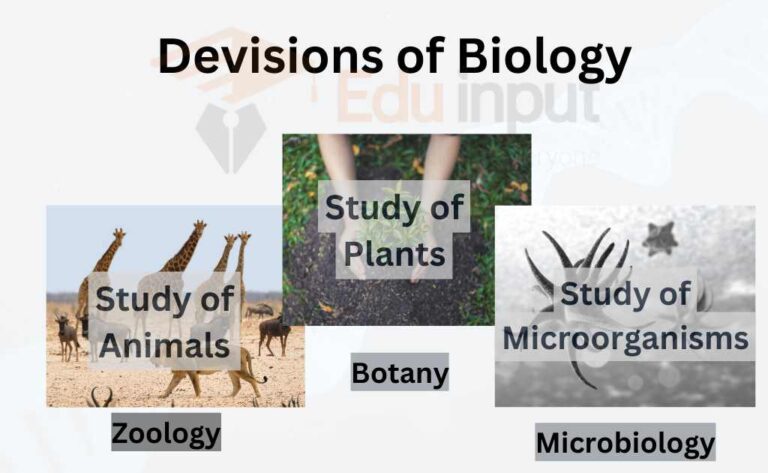 Devisions of Biology 11zon 768x473 1