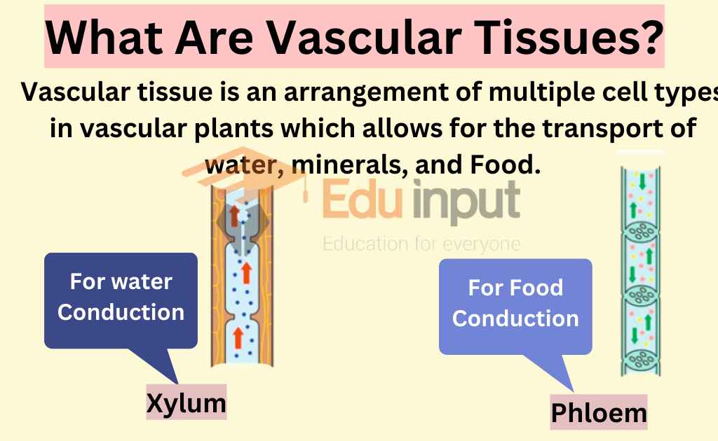 What Are Vascular Tissues?-Composition, Types, And Functions