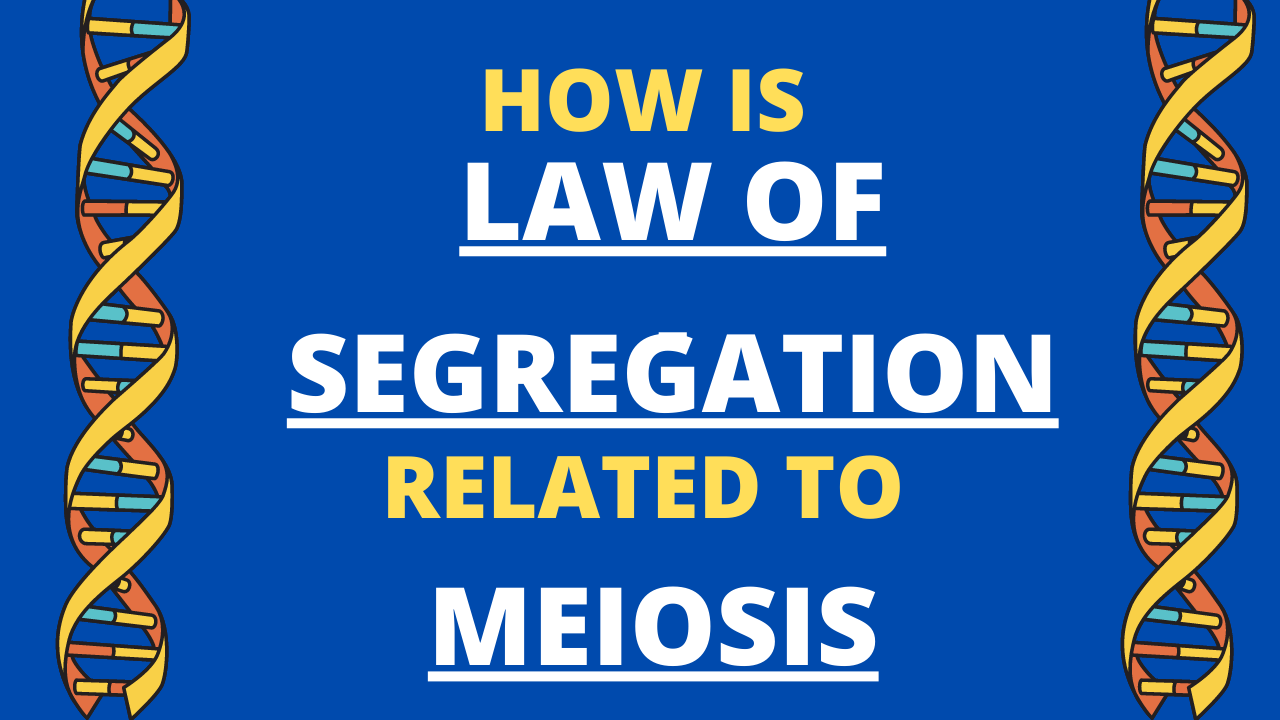 How does the Law of Segregation relate to Meiosis?