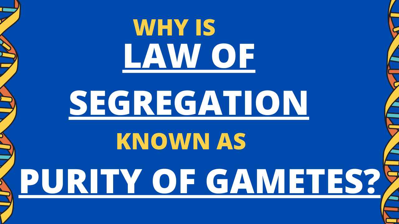 Why Law Of Segregation Is Known As Purity Of Gametes?