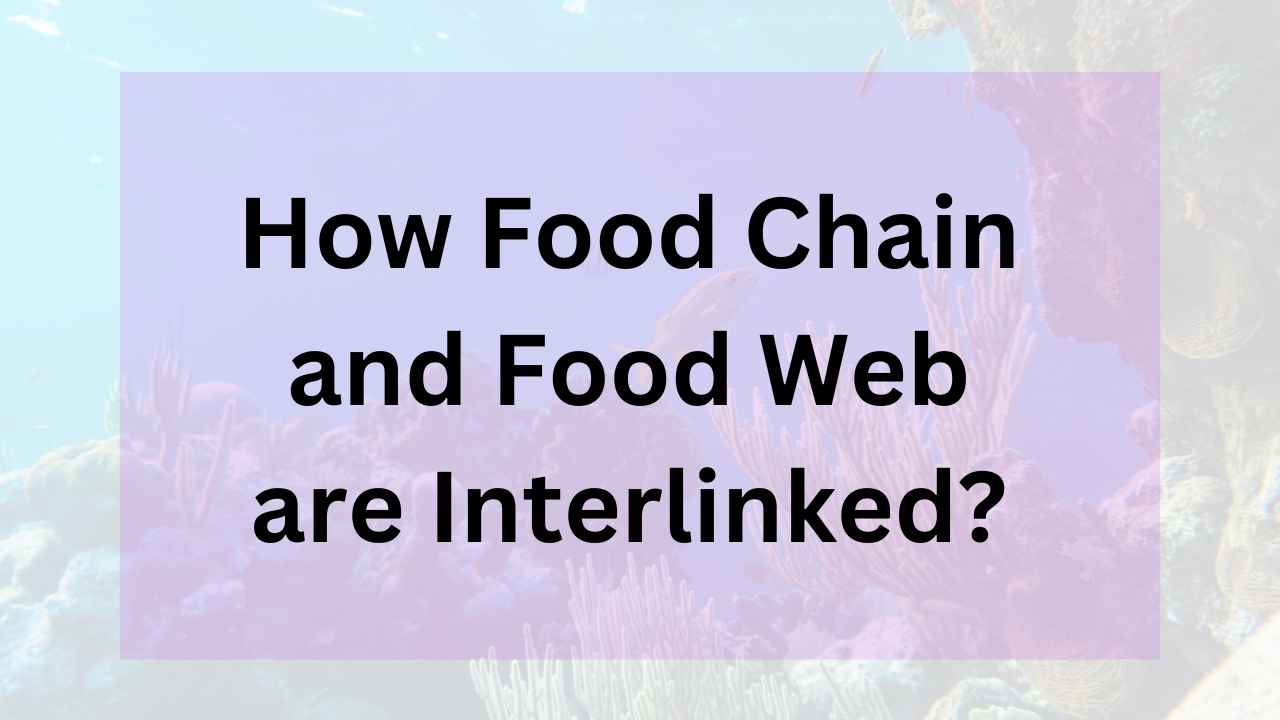 How Food Chain and Food Web are Interlinked?