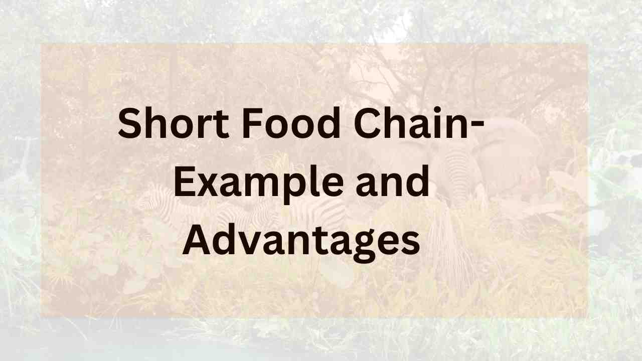 Short Food Chain-Example and Advantages