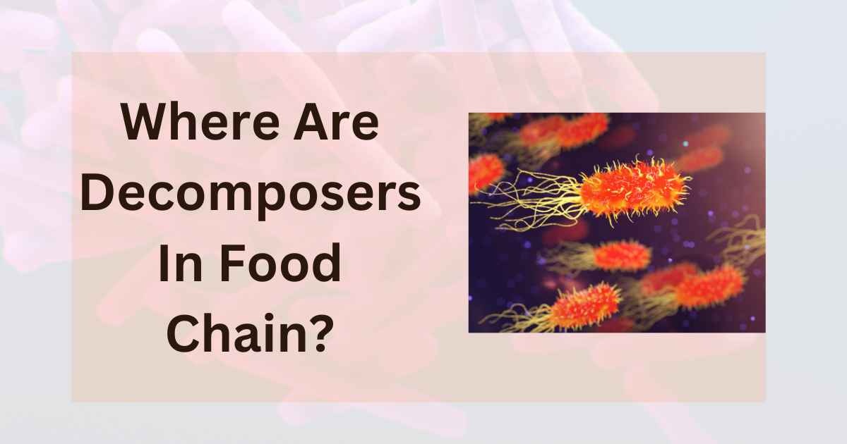 Where Are Decomposers In Food Chain?