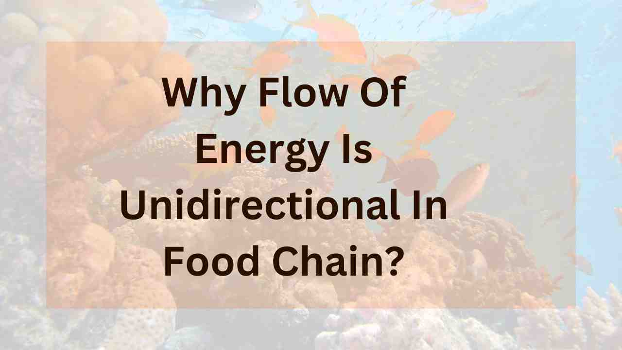 Why Flow Of Energy Is Unidirectional In Food Chain?