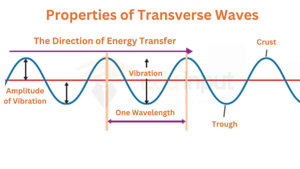 Transverse Waves-Examples, Diagram, And Properties