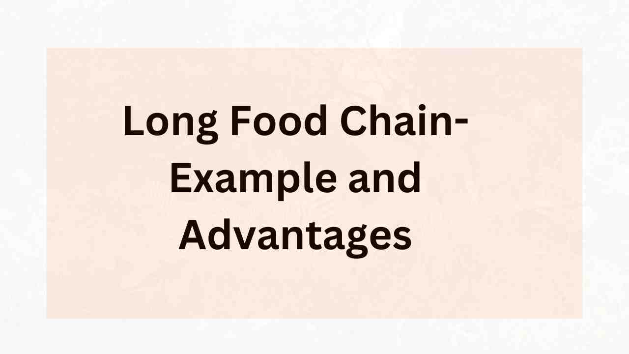 Long Food Chain (Examples and Advantages)