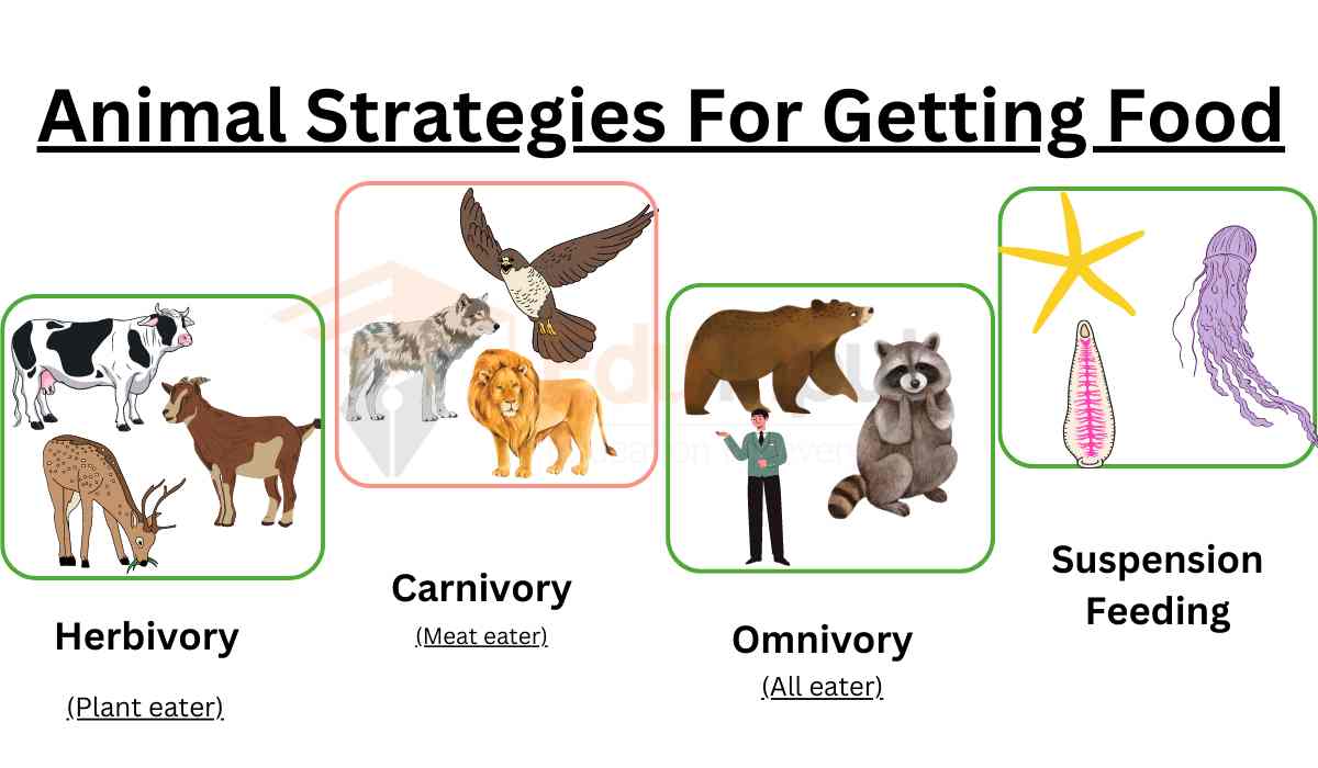 Animal Strategies For Getting And Using Food