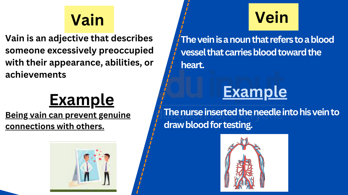 Vain and Vein-Difference between and Examples