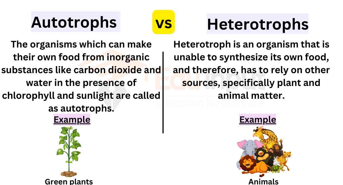 Difference Between Autotrophs and Heterotrophs