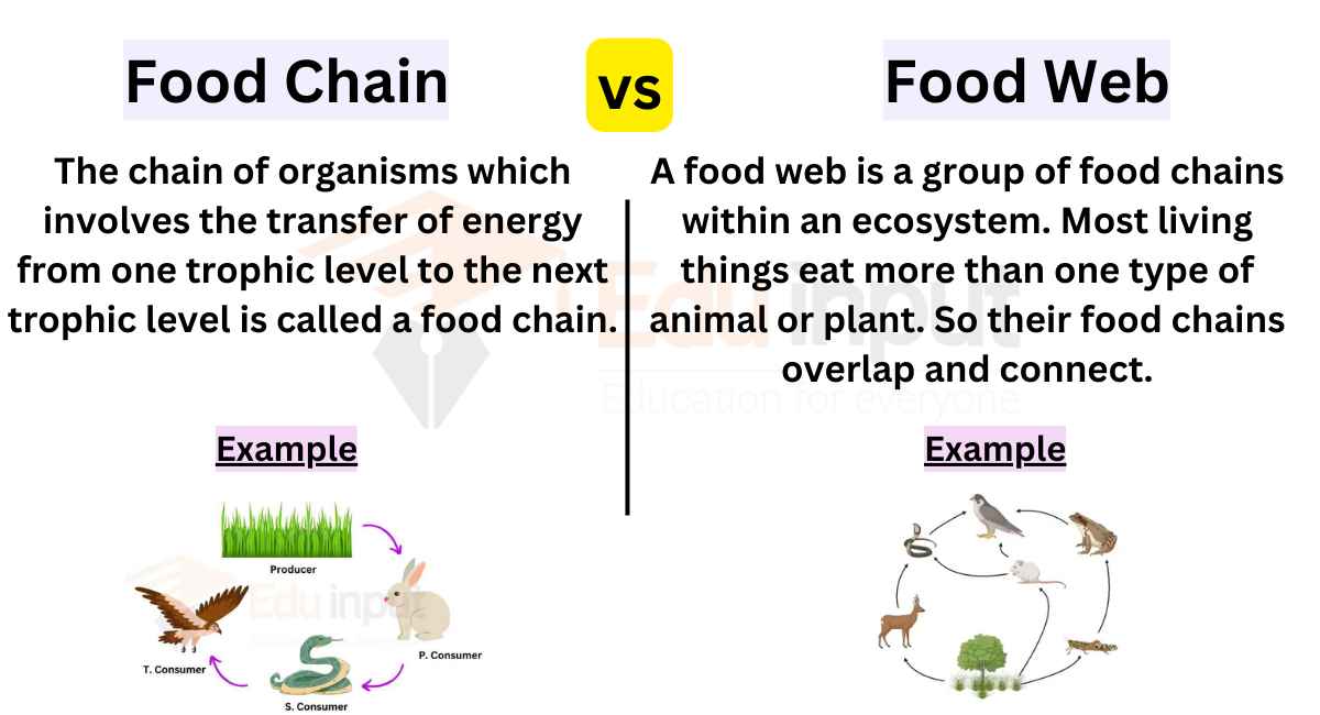 Difference Between Food Chain and Food Web