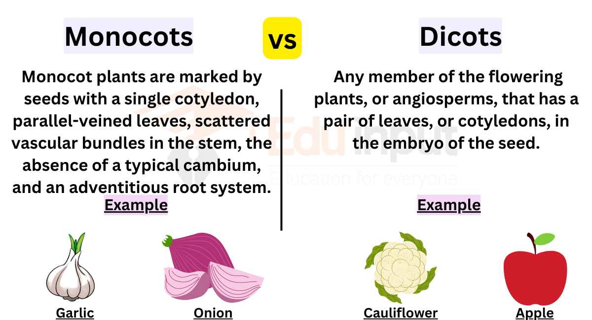 Differences Between Monocots And Dicots