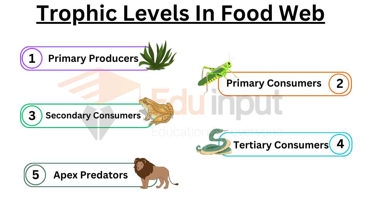 How Many Trophic Levels Are There In Food Web?