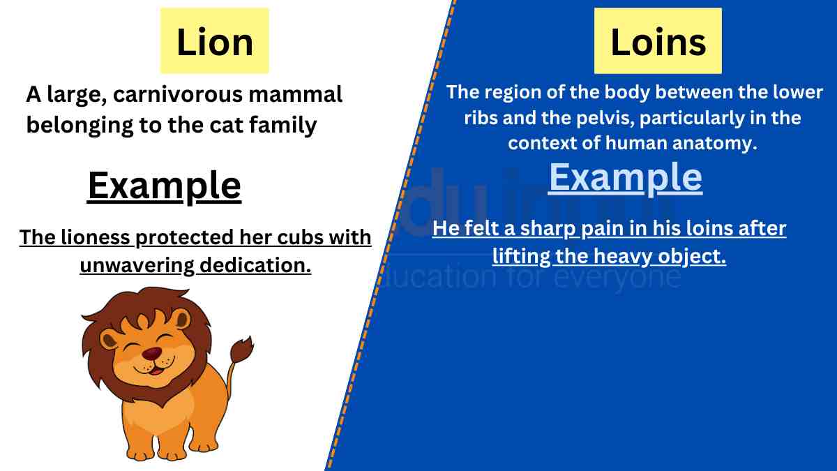 Lion vs Loins-Difference between And Examples