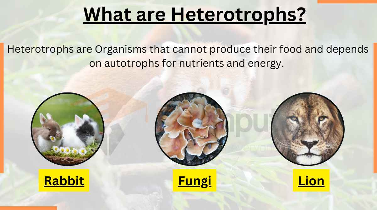 Heterotrophs-Origin, Types, and Examples
