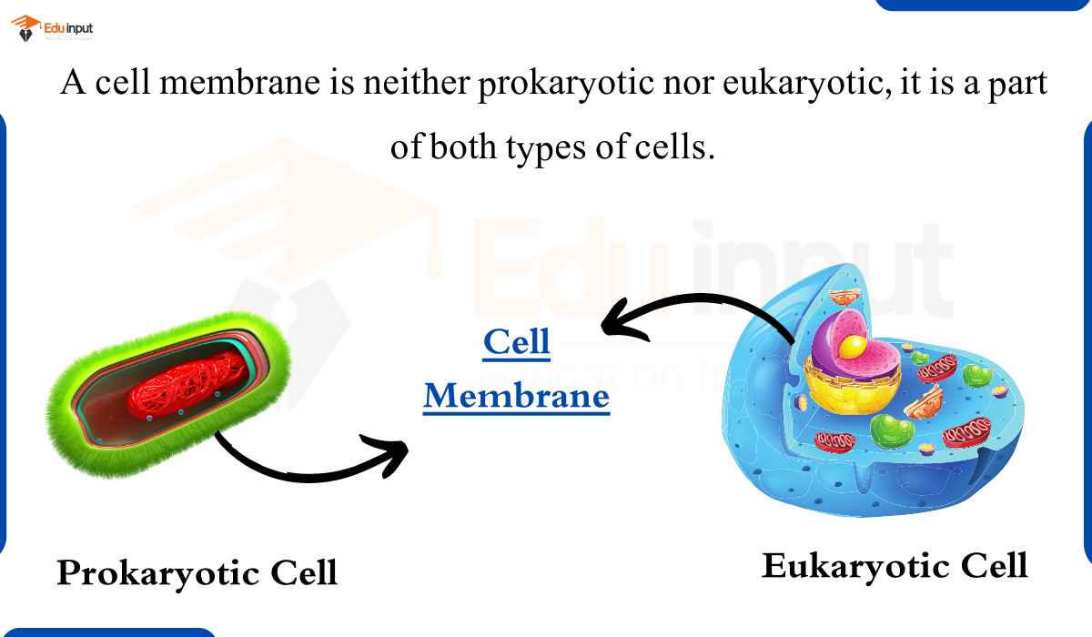 Is A Cell Membrane Prokaryotic Or Eukaryotic?