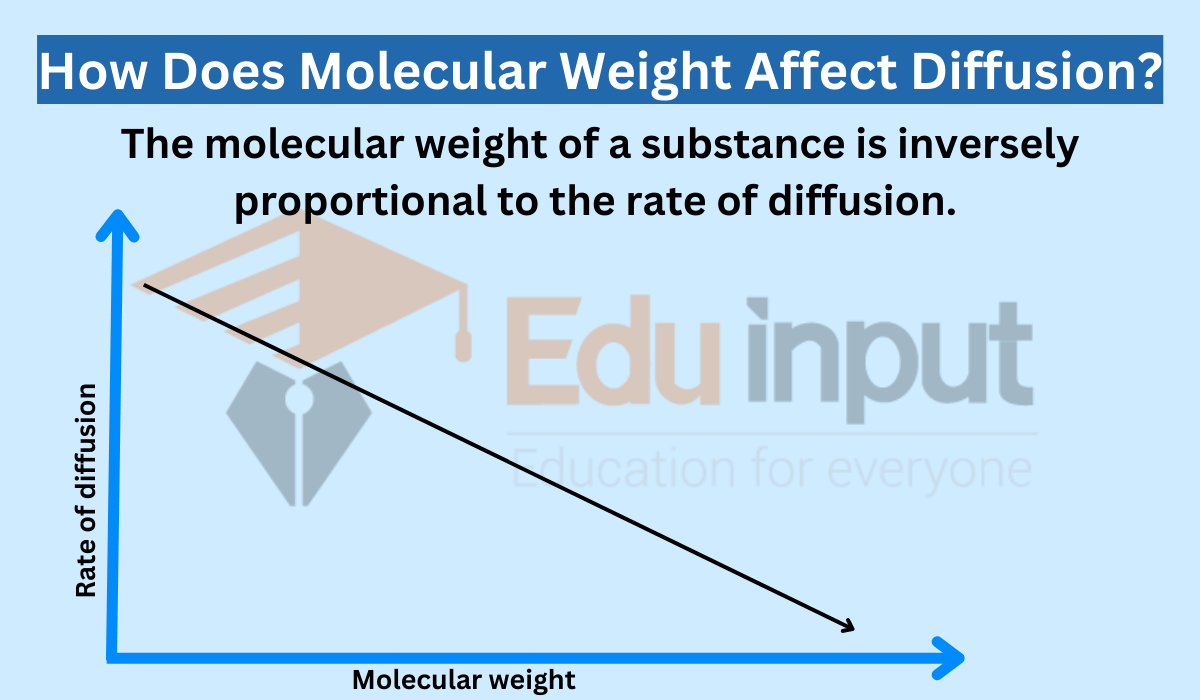 How Does Molecular Weight Affect Diffusion?