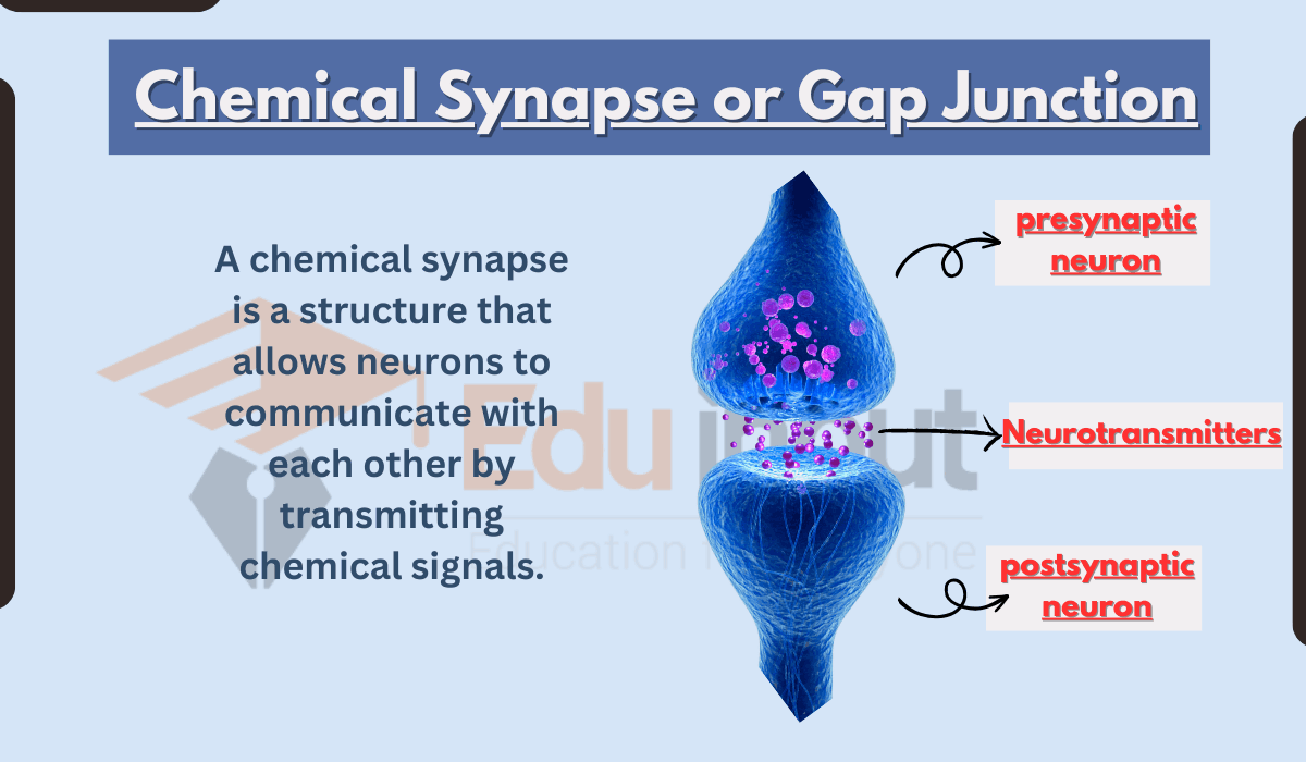 Chemical Synapse-Steps, Types, Examples, and Functions