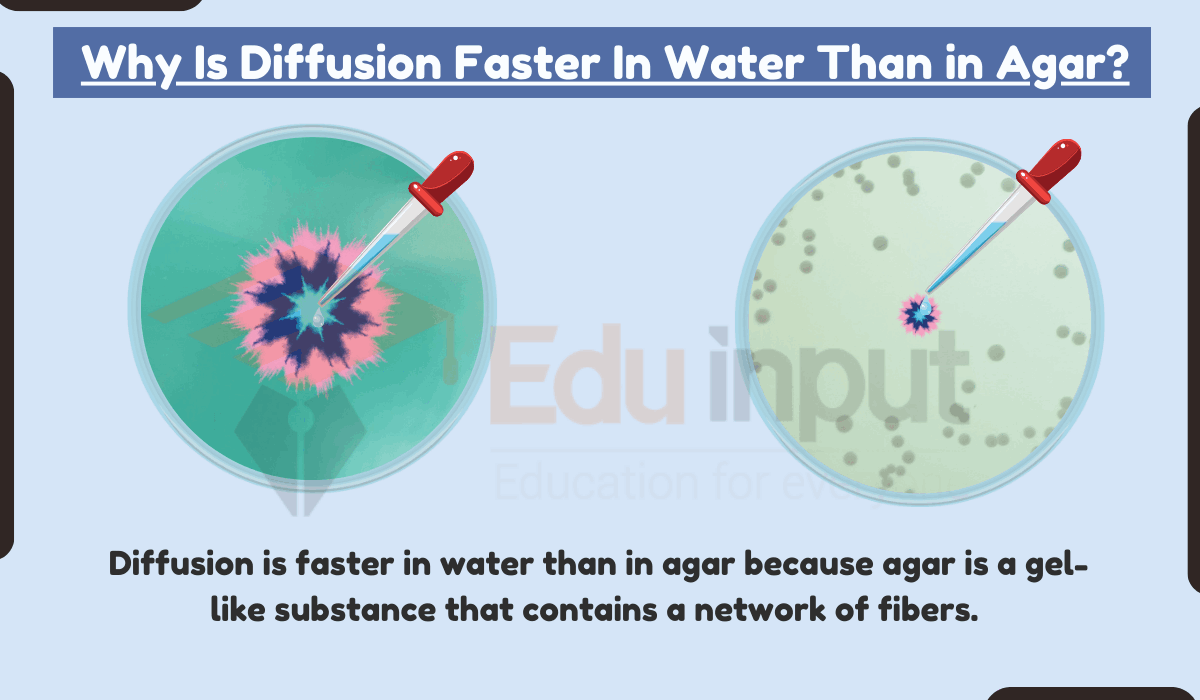 Why Is Diffusion Faster In Water Than in Agar?