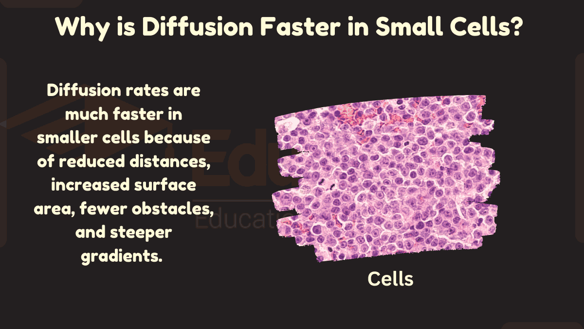 Why is Diffusion Faster in Small Cells?