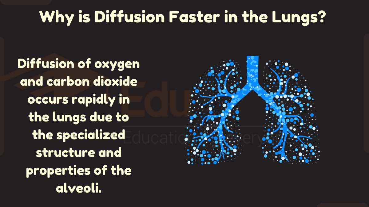 Why is Diffusion Faster in Lungs?